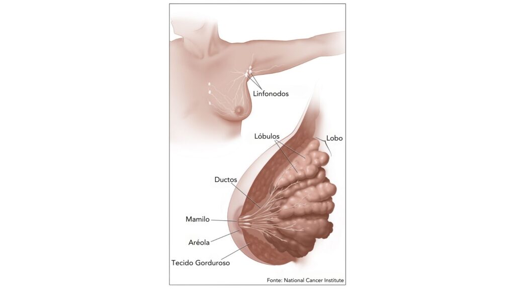 Anatomia da mama