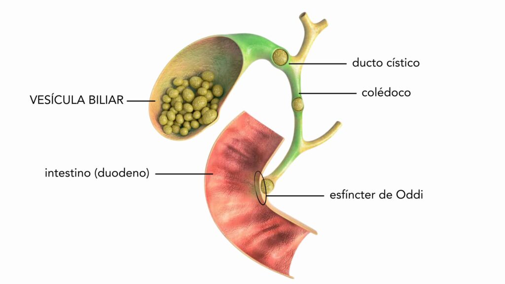 anatomia via biliar