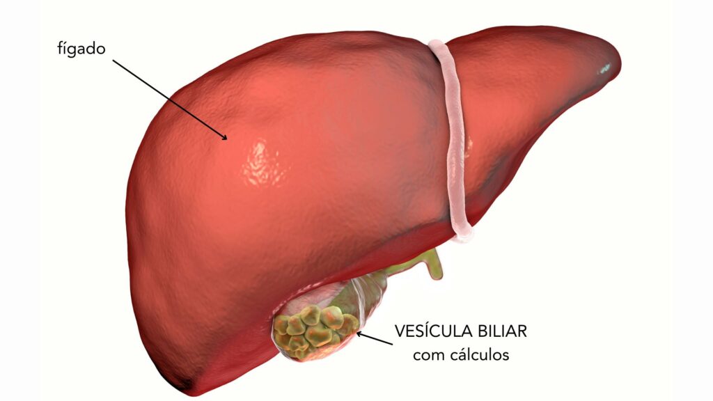 relação da vesícula biliar com o fígado