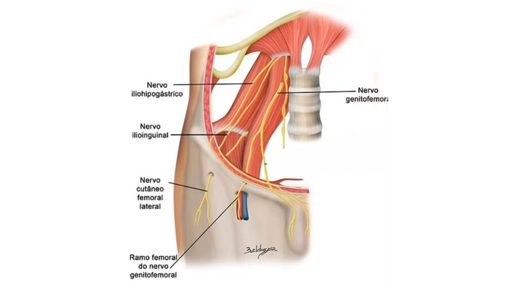 plexo nervoso inguinal
